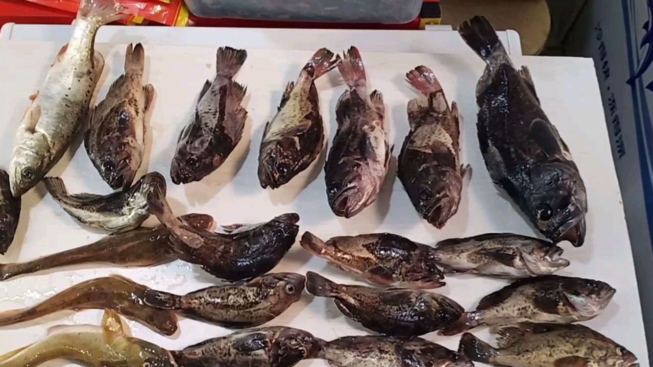 看看黑老婆鱼有多黑