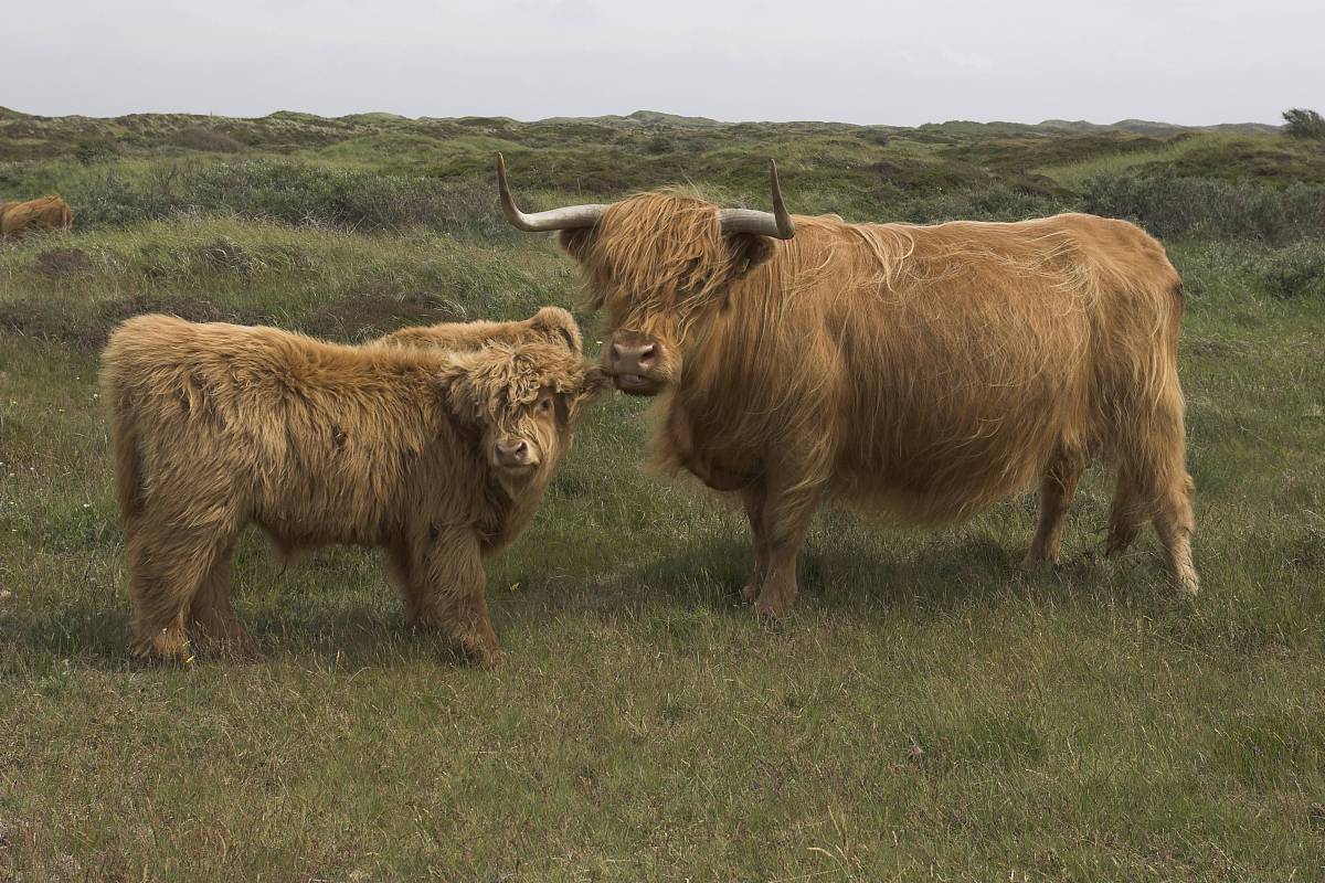 免费下载第二版书籍！感谢B BRAUN慷慨资助