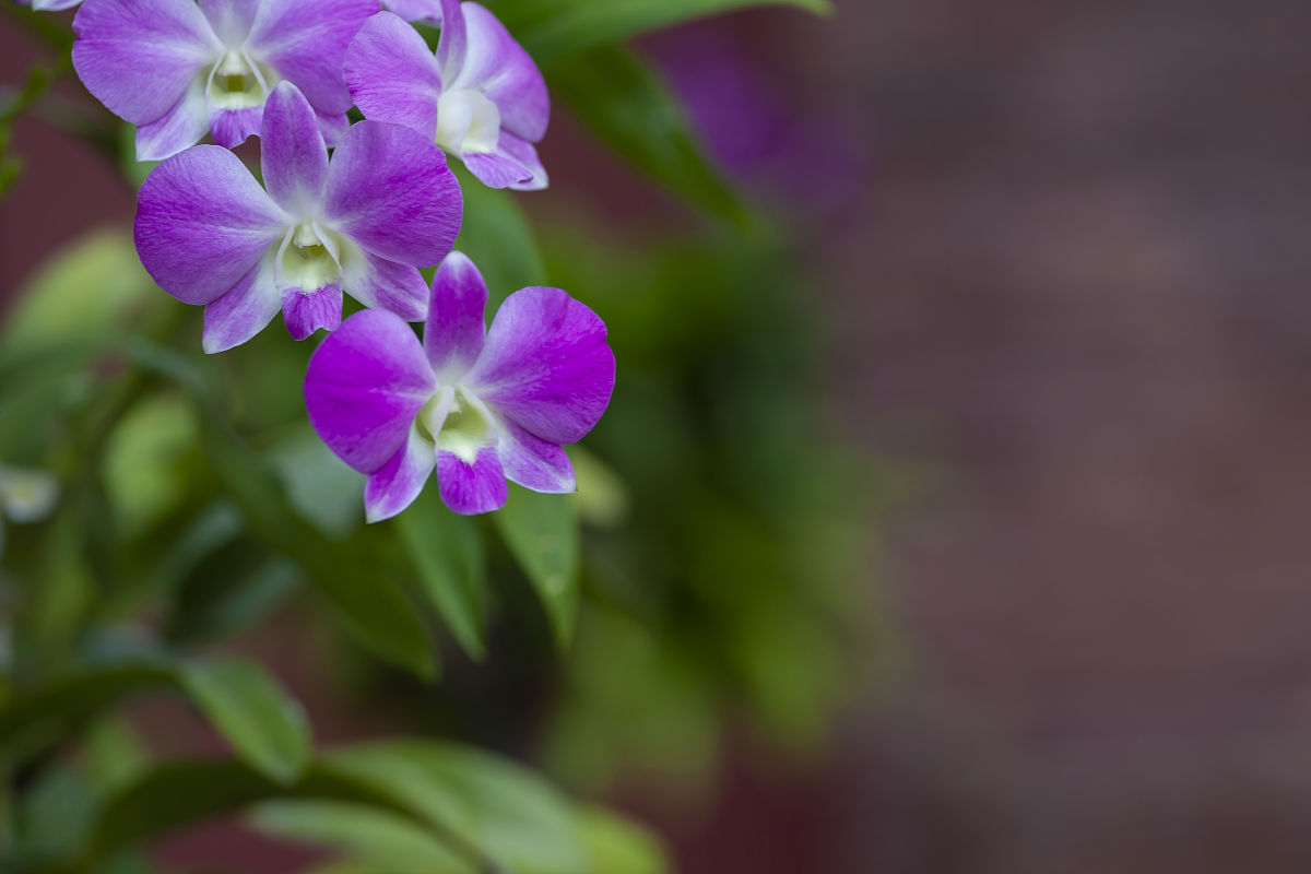 2010年1月29日,泰国的那些花儿石斛兰和鸡蛋花.