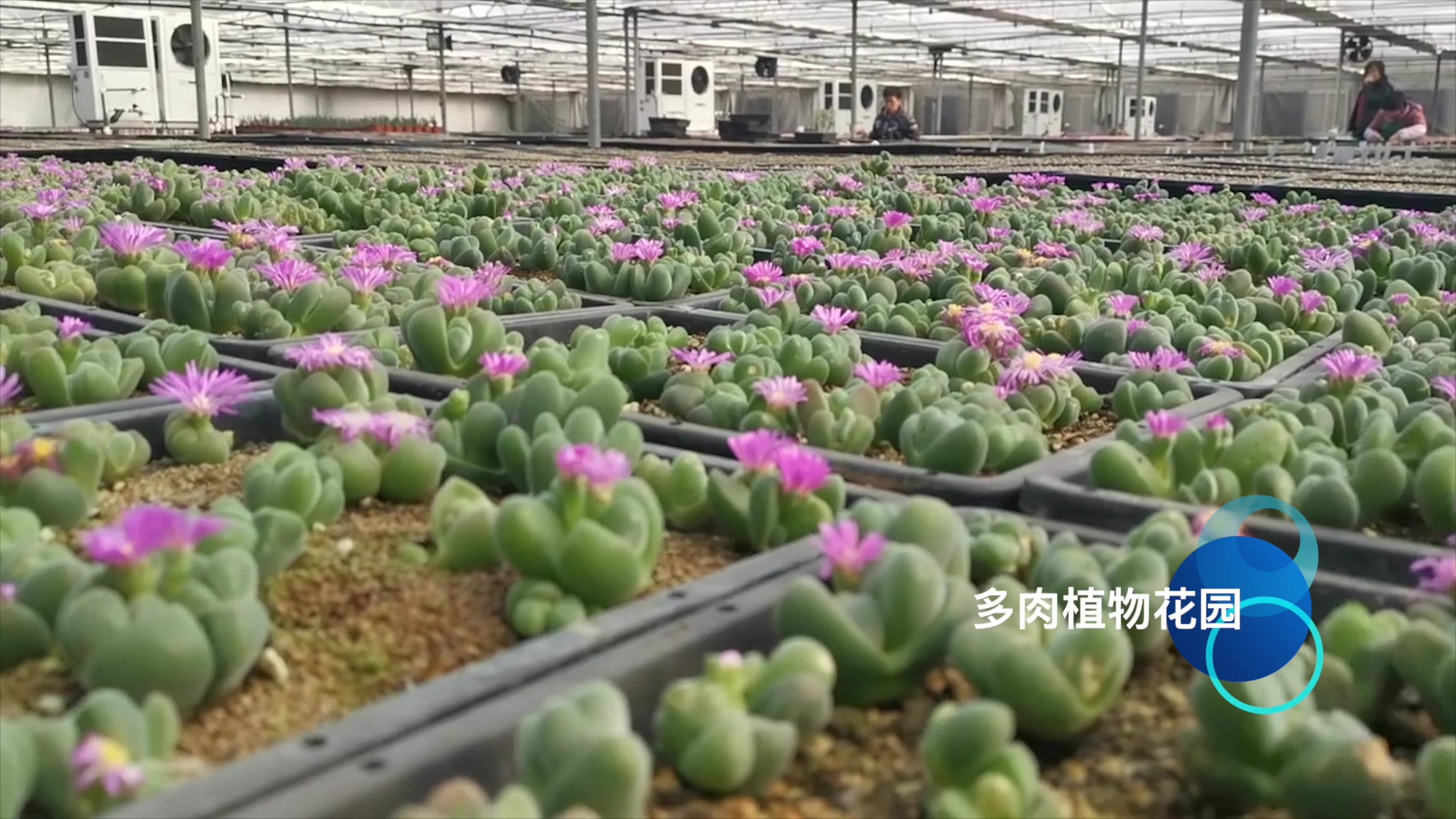 这么多无比玉你见过吗,这么多开花的无比玉你更加没有见过了