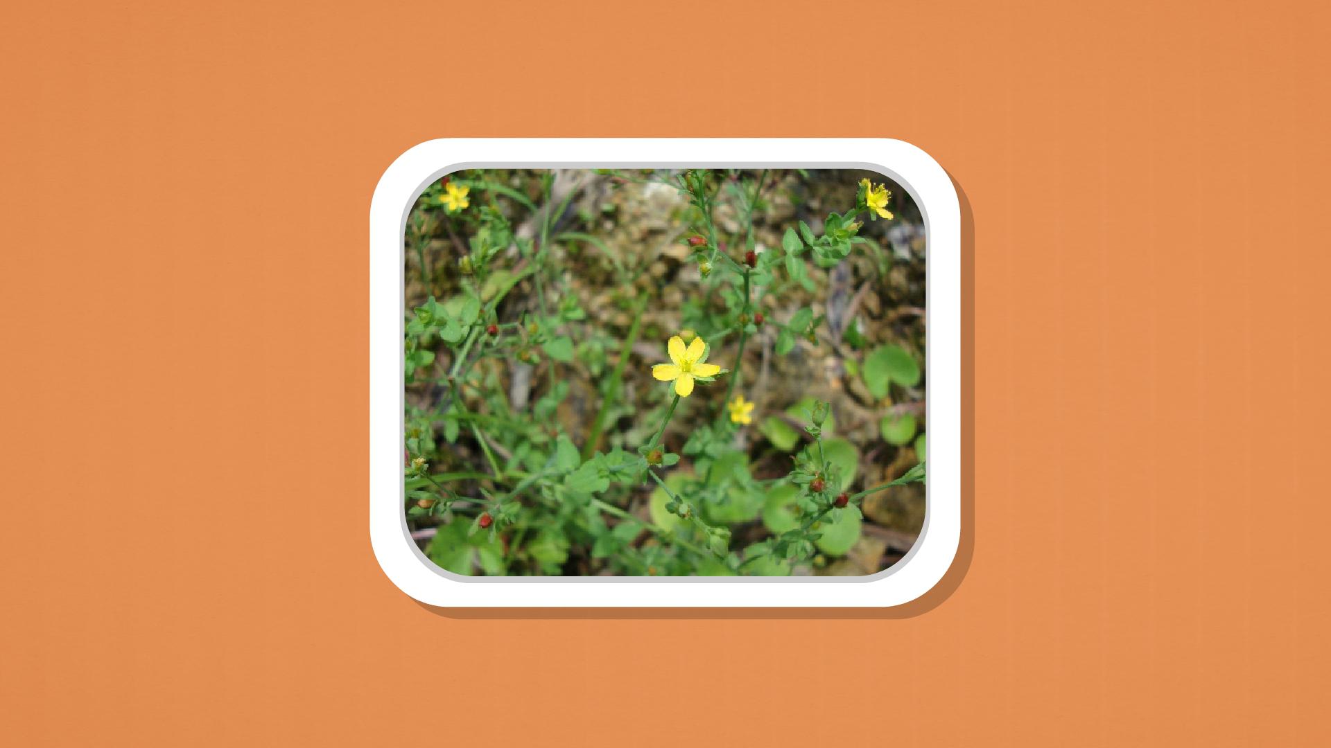 一分钟了解田基黄