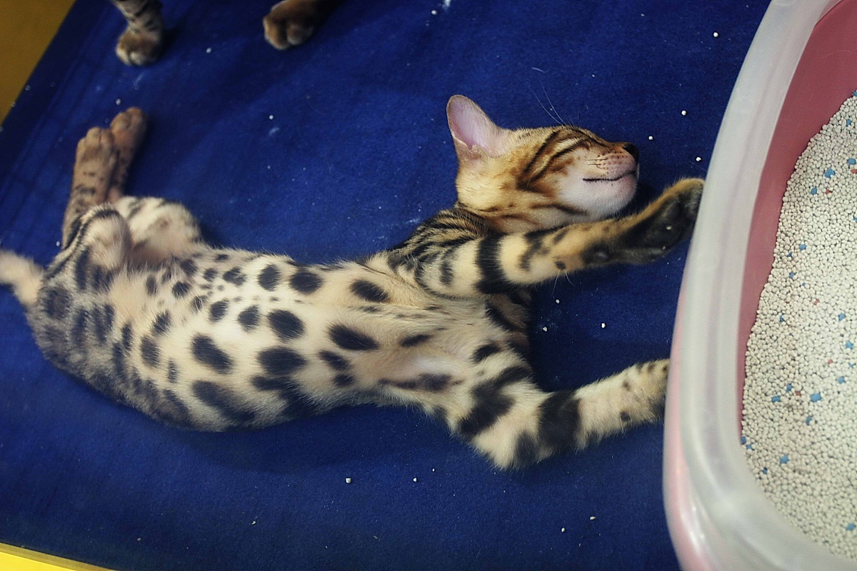 我是一位3年级的小学生请500字的作文描写我家养的猫。这是一只美短猫体重十几斤比较胖平常很粘人突出它的可爱。