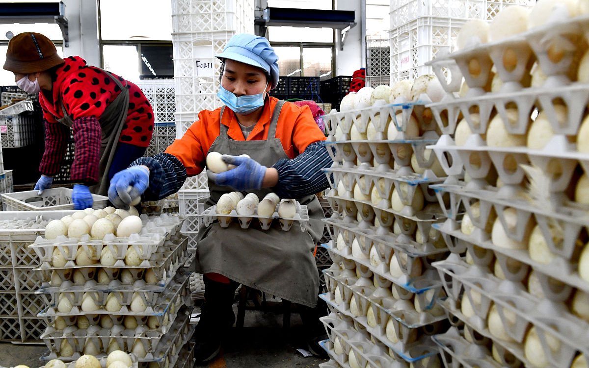 鹅种蛋饲养：精饲料喂养注意事项