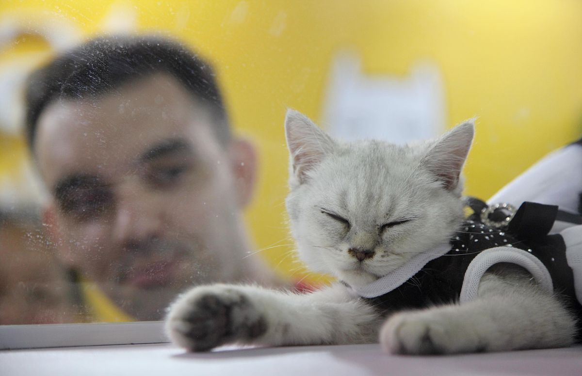 扮演一名猫咪主人的口吻写篇字数不少于800字宠物猫与主人的情感连接：猫咪是否真的认清主人的文章要有和读者互动语句重新编写个标题