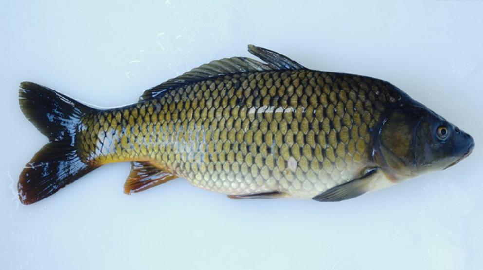 原来鲤鱼长这样