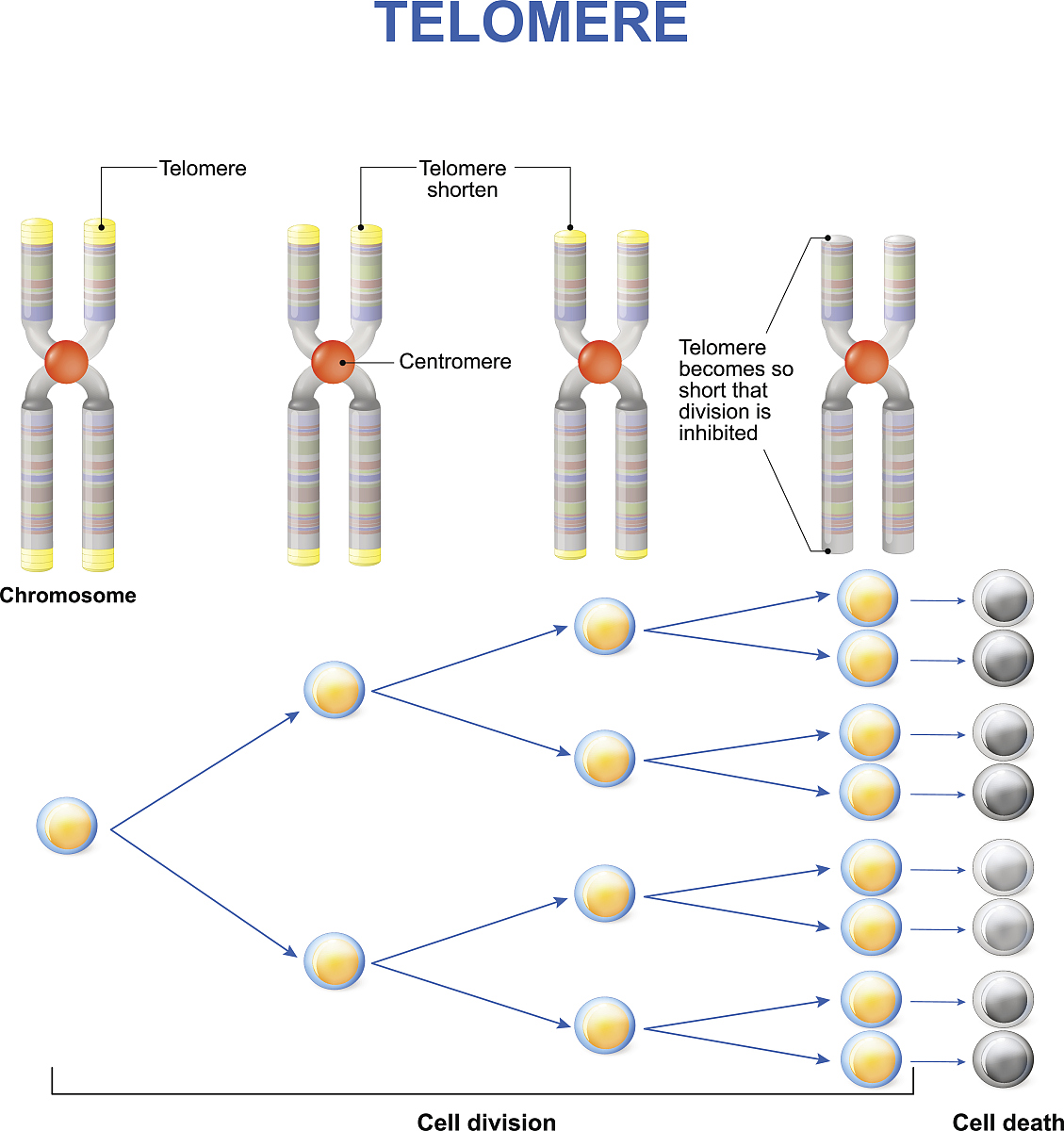 图卷积神经网络在乳腺癌肿瘤上的应用要求3000字