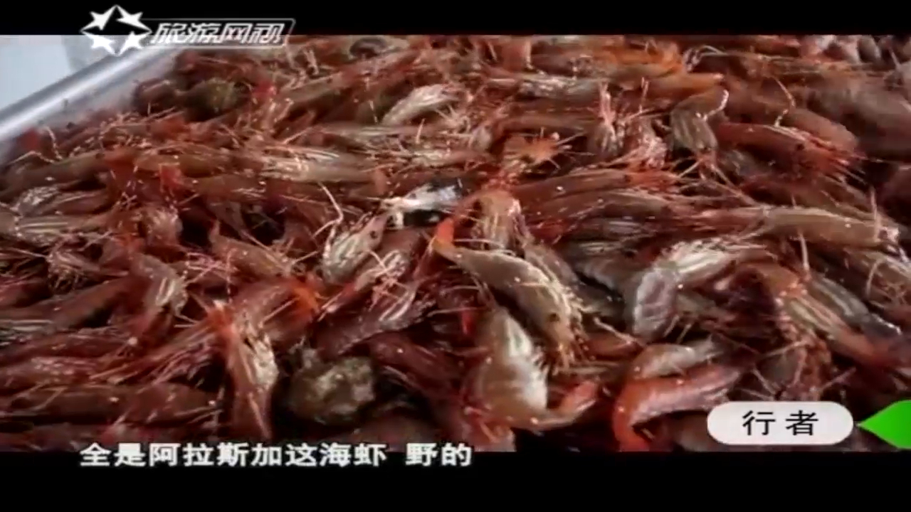 外国友人捕获大量野生北极虾,中国小伙馋坏了,直接生吃