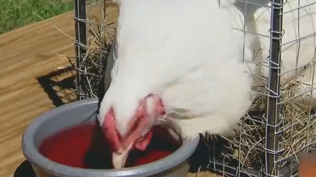 爆笑:熊孩子作死喂母鸡吃超级激素,吃了后不停下蛋,路人看懵了