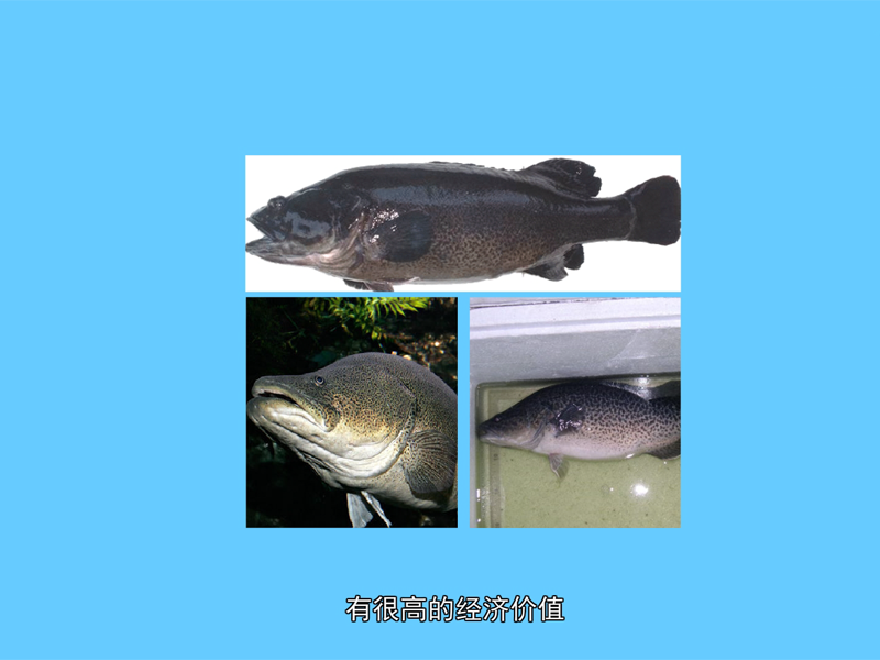 虫纹鳕鲈:墨瑞鱈、河鱈、东洋鱈、淡水鲈鱼