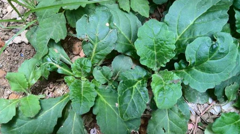 现在雾霾这么严重,城里人开始吃这种菜,预防呼吸道疾病!