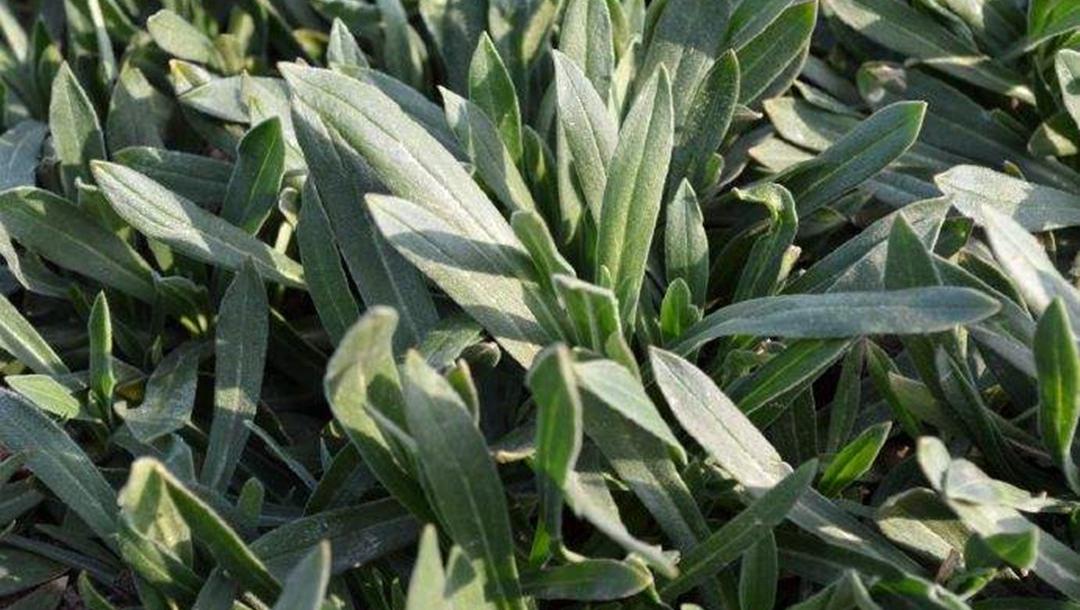 一分钟了解面条菜