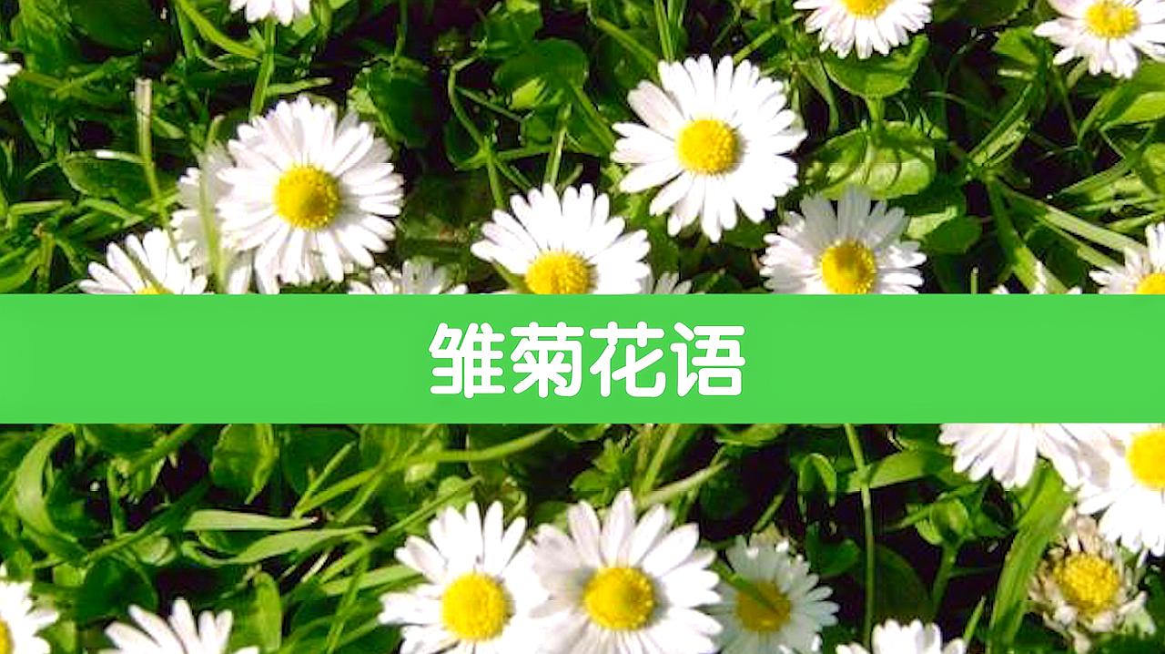 [图]清新的雏菊花，你知道它有什么含义吗？