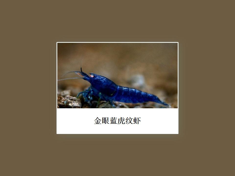 原来金眼蓝虎纹虾长这样