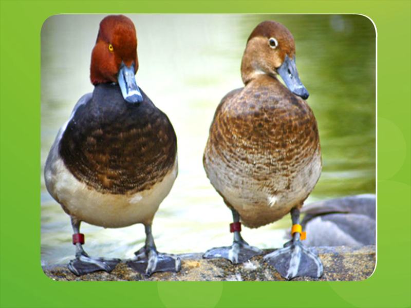 原来美洲潜鸭长这样