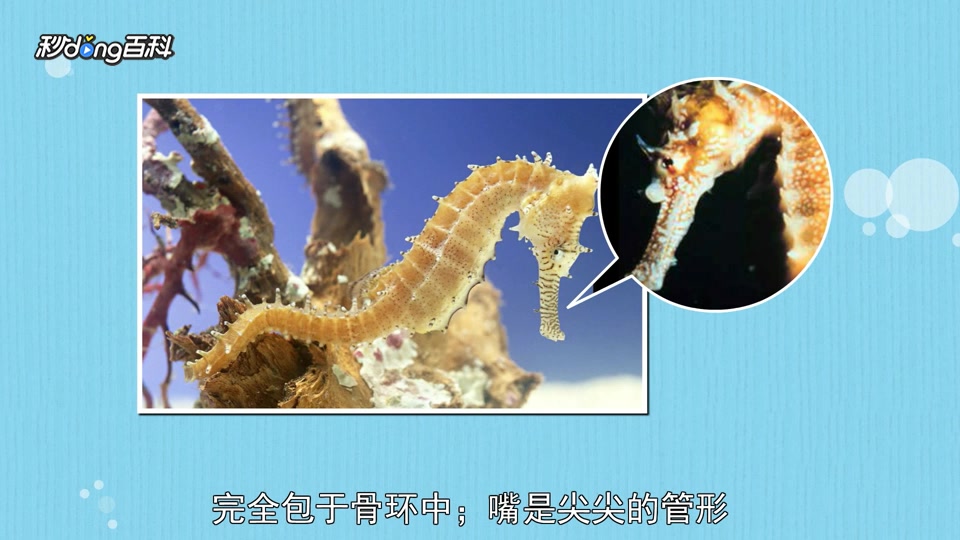 原来海马属长这样