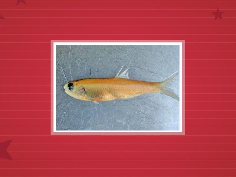 原来青带小公鱼长这样