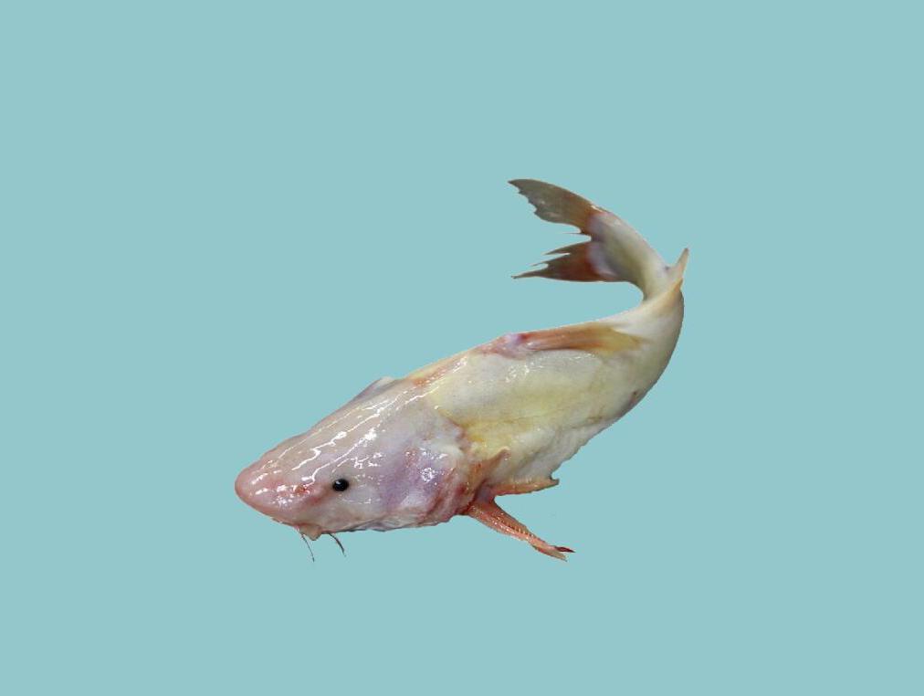 「秒懂百科」原来江鮰鱼长这样