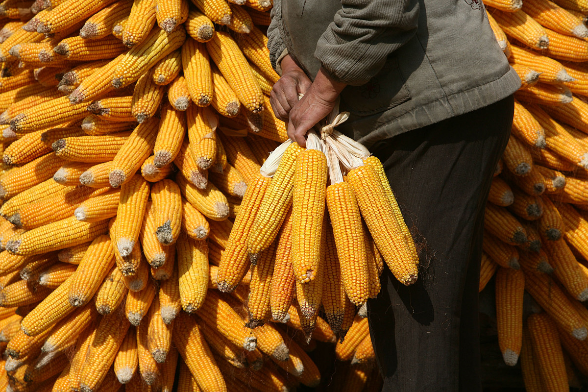 气候变化对非洲稻米产量的影响：一个尚待解决的问题