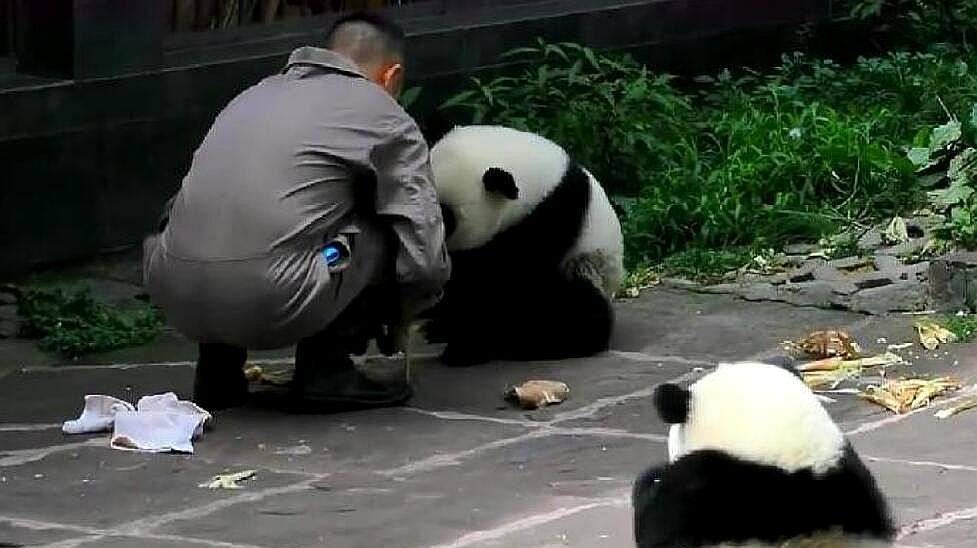 [图]奶爸帮忙擦嘴,被熊猫乔良拒绝:嘴边的奶渍是本宝宝的下午茶!