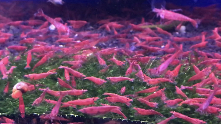 让你不能自拔的精品观赏虾,真的好神奇