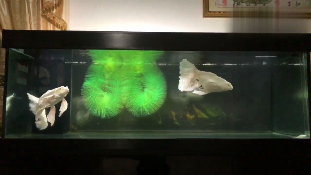 家里有大鱼缸的不妨养两条蝴蝶鲤,既好看又皮实