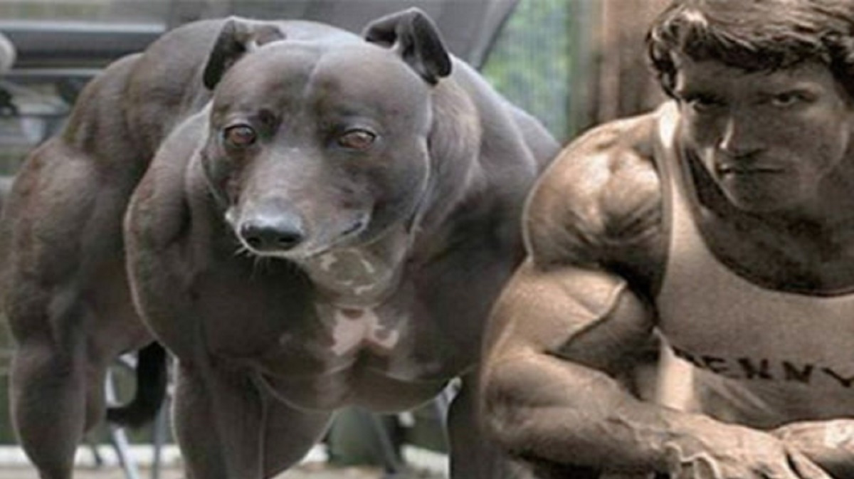 世界上最强壮的犬种,狗狗界的“肌肉猛男”,一看就是练过的!