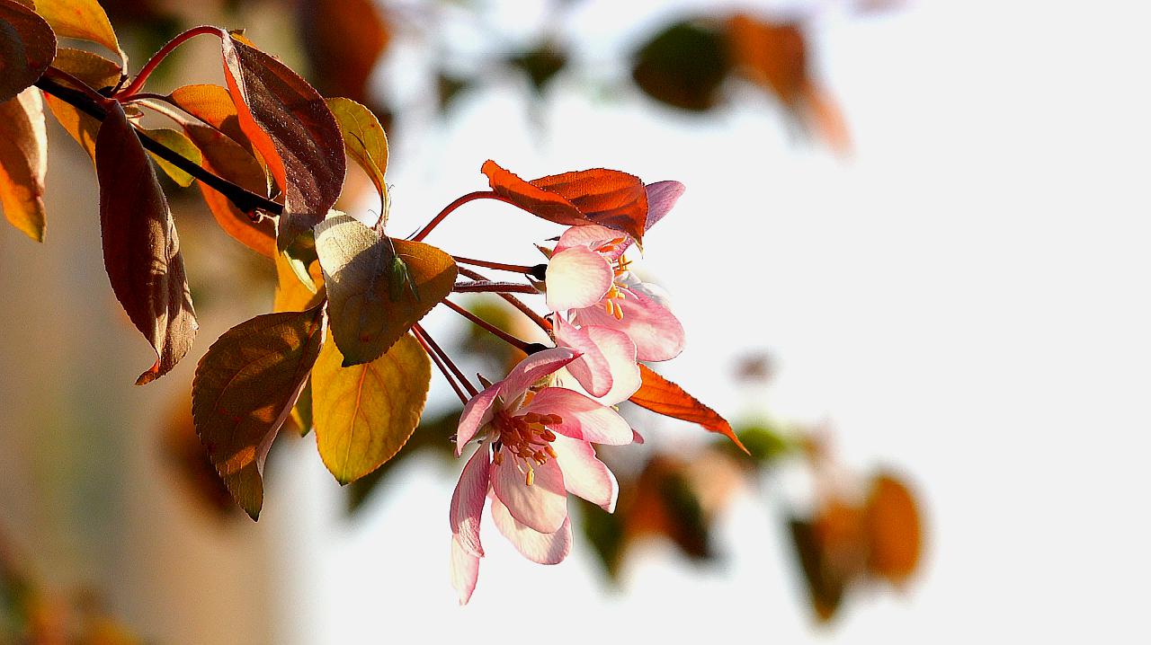 [图]花之舞《爱的回声》