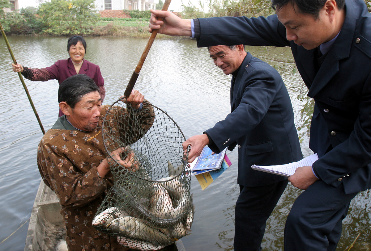关于钙磷饲料对鸡生长的影响的综述字