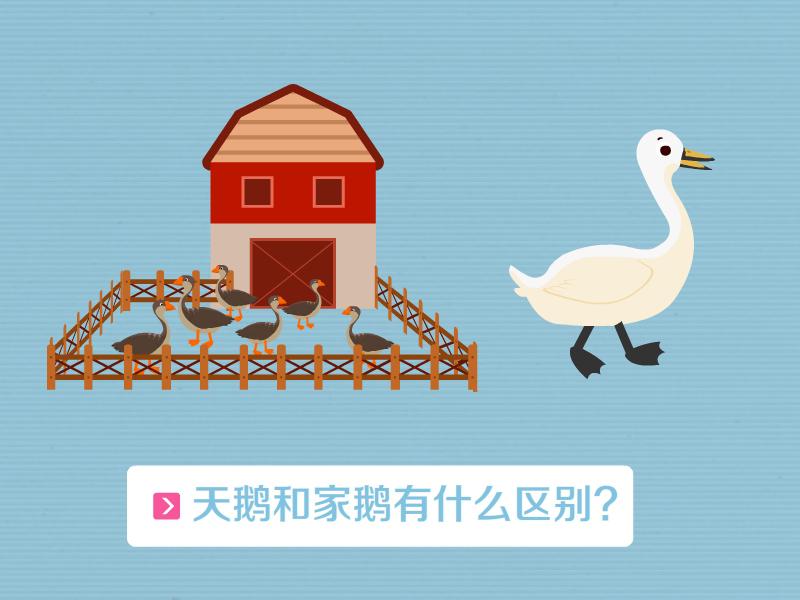 天鹅和家鹅有什么区别