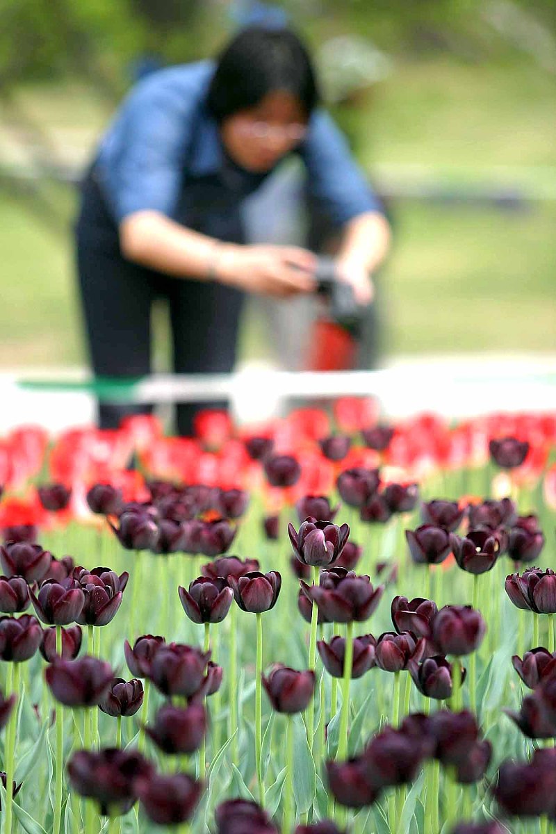 首届世界名花博览会各国名花本周起渐入佳期.2004年4月21日,聚焦花海.