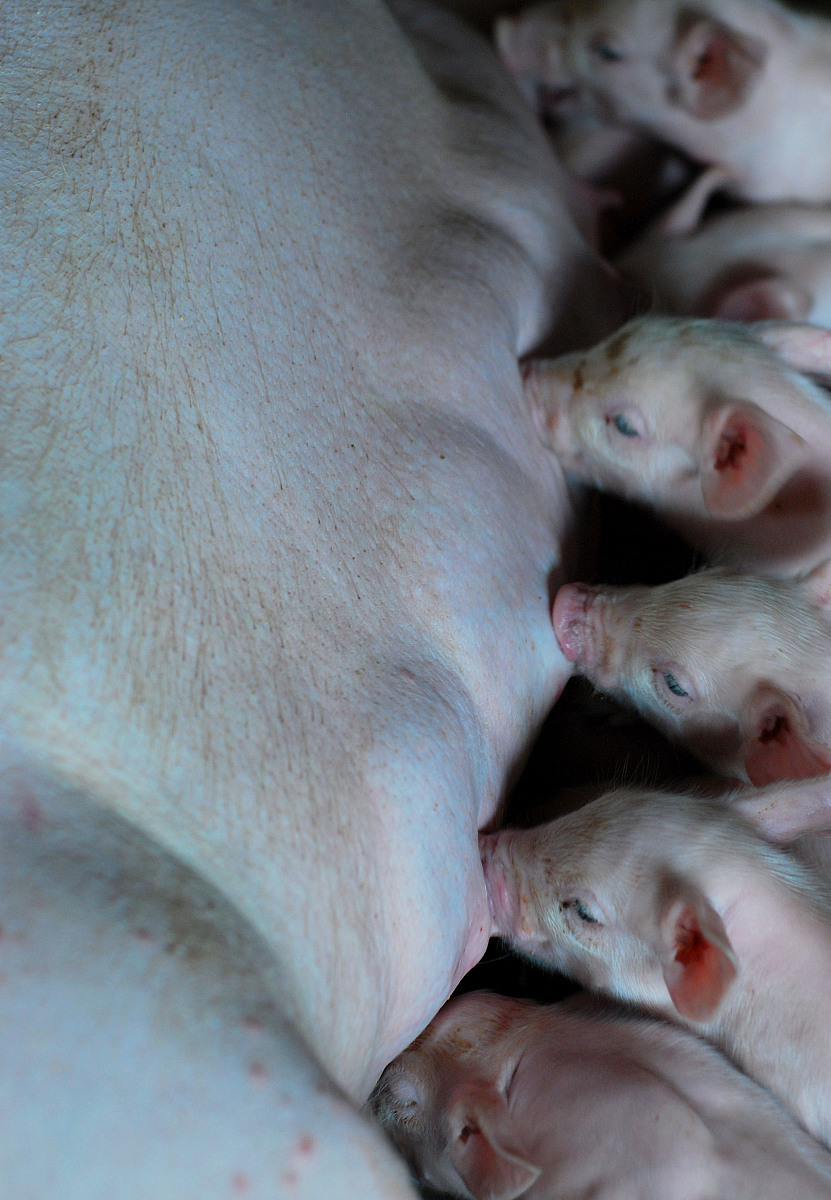 你好关于畜禽养殖发展规划的文章