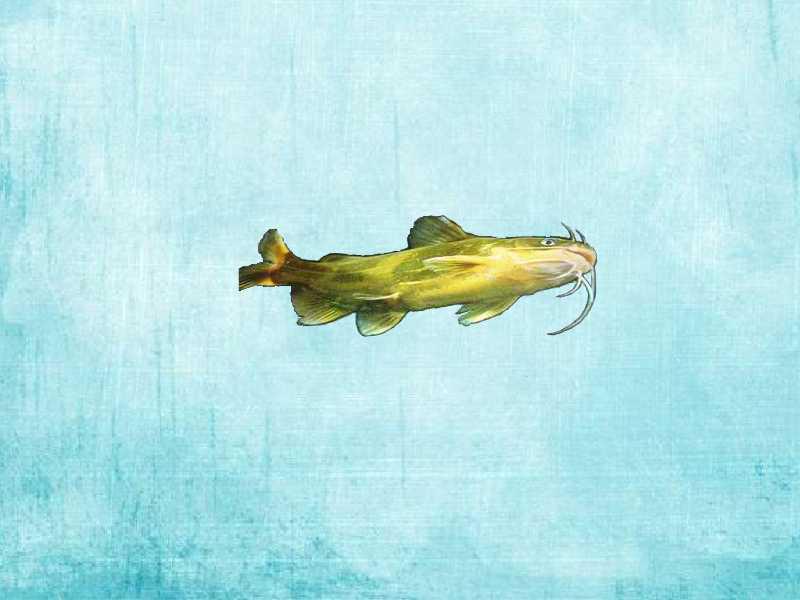 「秒懂百科」原来涨渡湖黄颡鱼长这样