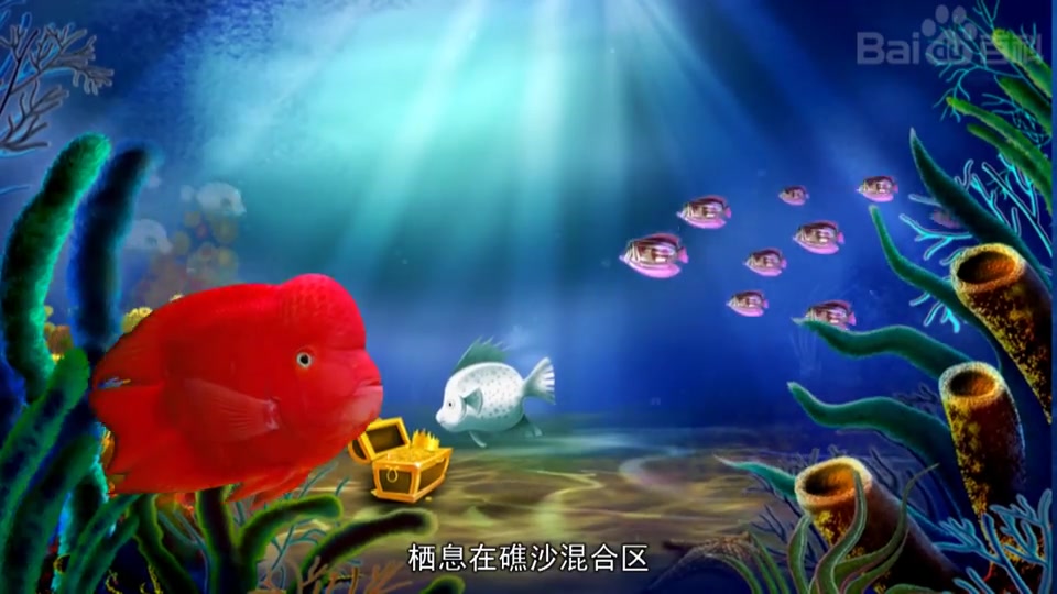 红元宝鹦鹉鱼