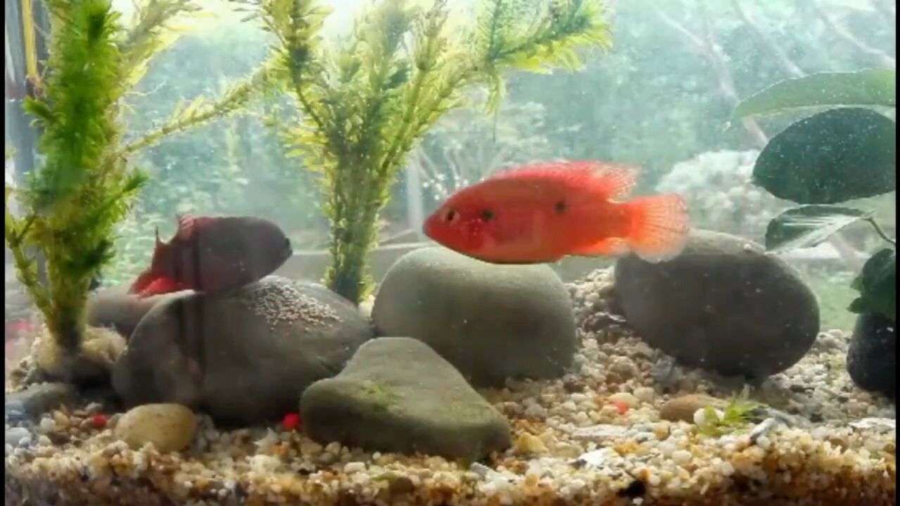 红宝石鱼繁殖生产全过程