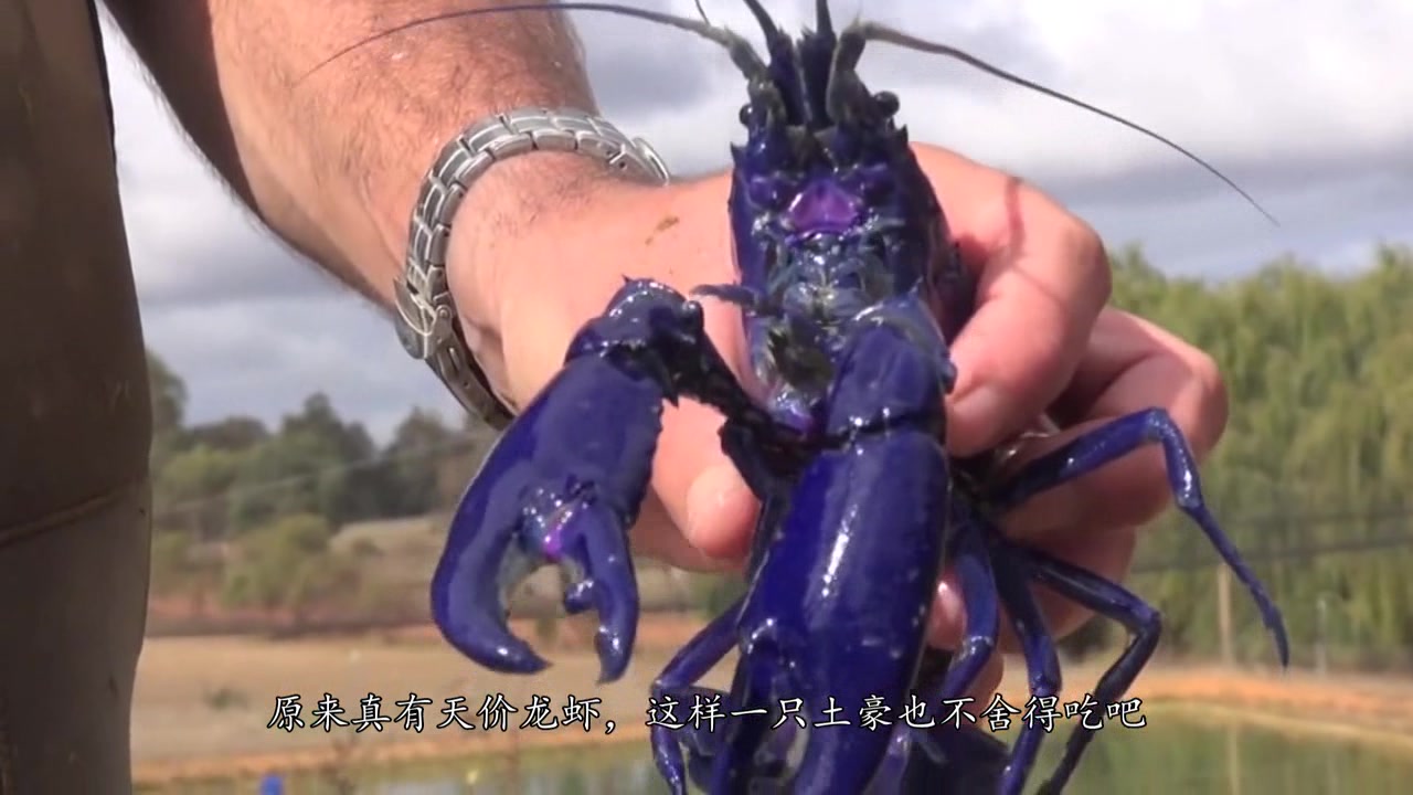 天价龙虾,第一名一只可买一套房,网友-原来真有天价龙虾