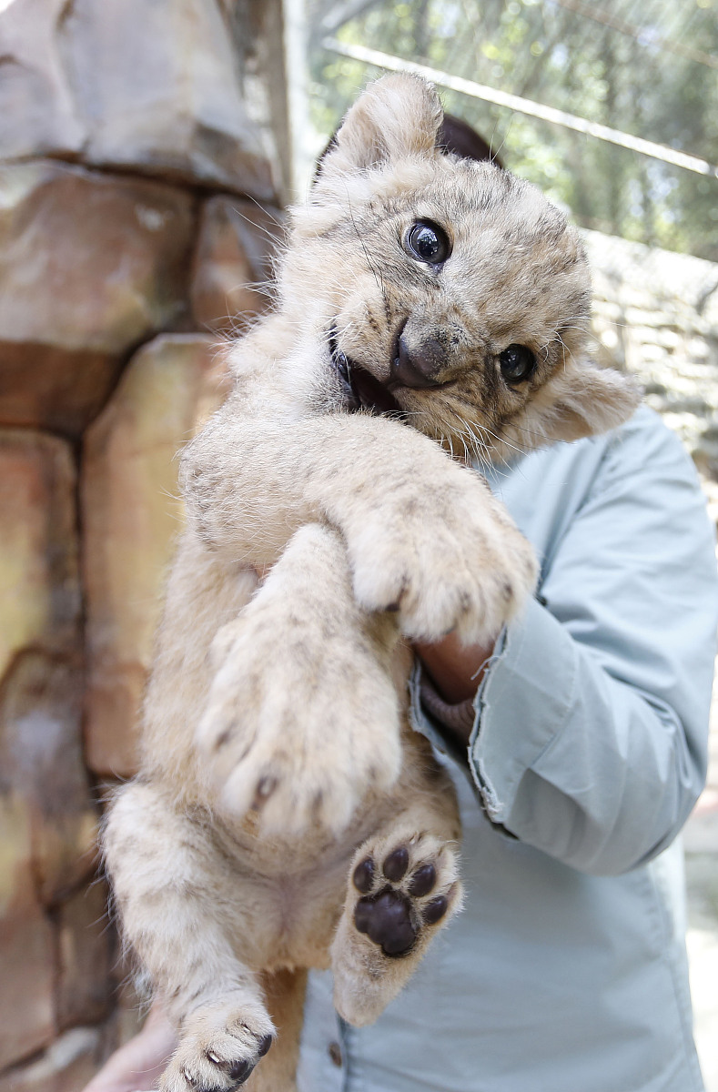 动物视频排行榜