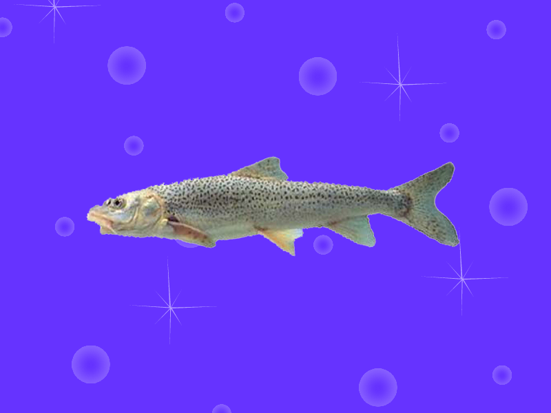 「秒懂百科」原来裸腹重唇鱼长这样