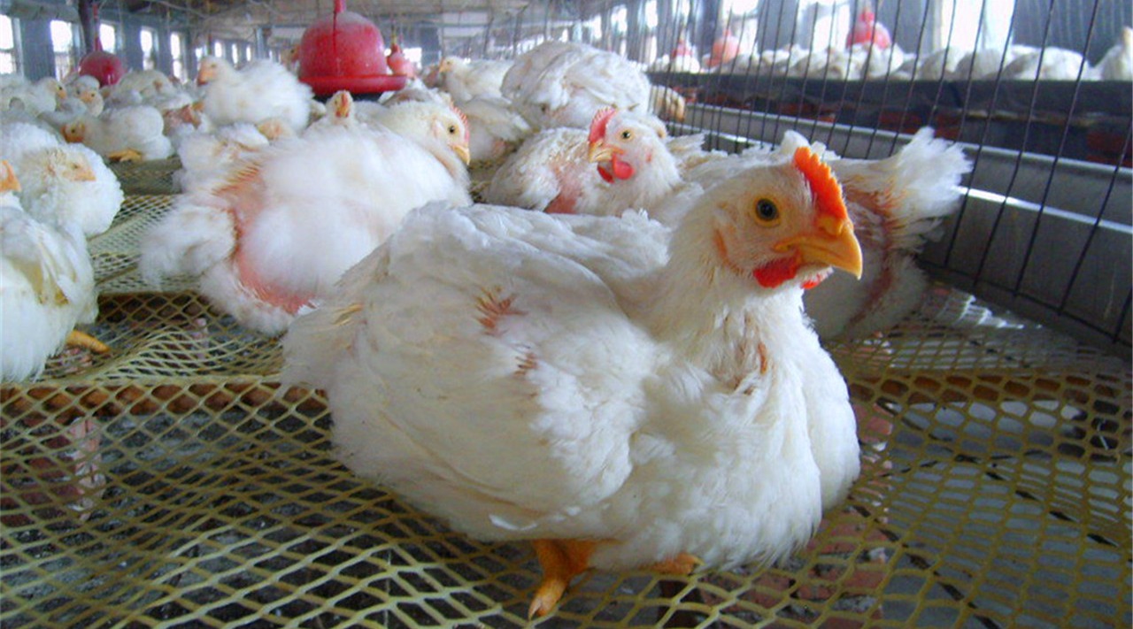 人们经常说的白羽鸡和黄羽鸡,哪一种鸡的肉质更好吃呢?