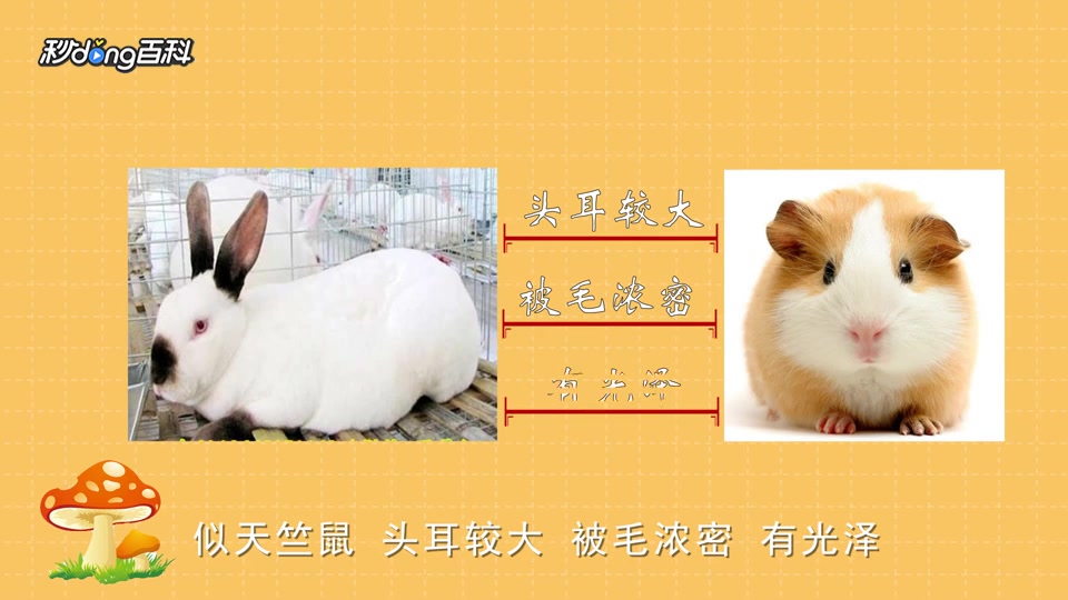 原来弗朗德巨兔长这样