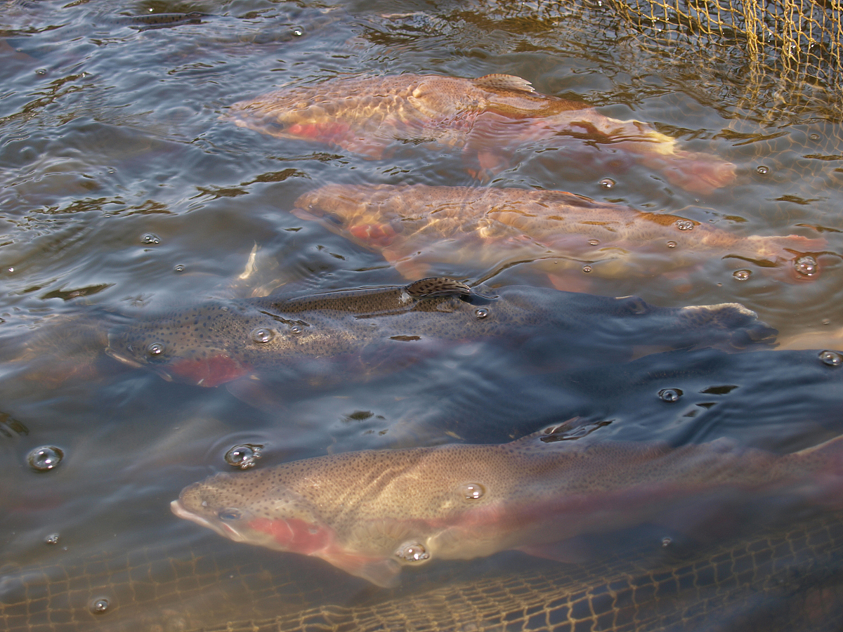 拉萨河具有独特的鱼类区系