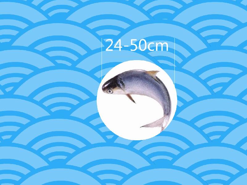 鲥鱼:俗称三黎鱼、三来鱼,是我国特有的名贵经济鱼类