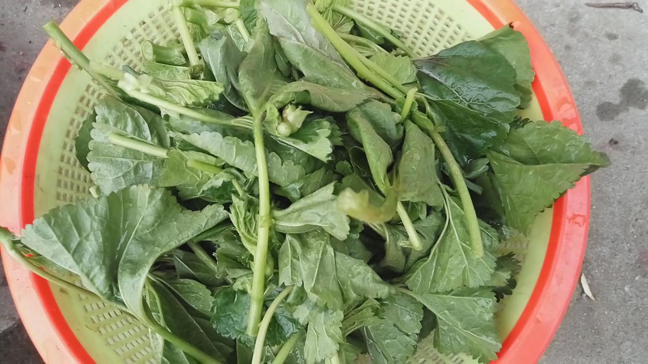 冬寒菜:有清热排毒 消暑解渴 解烟酒 减肥 滑肠 抗疲劳等功效