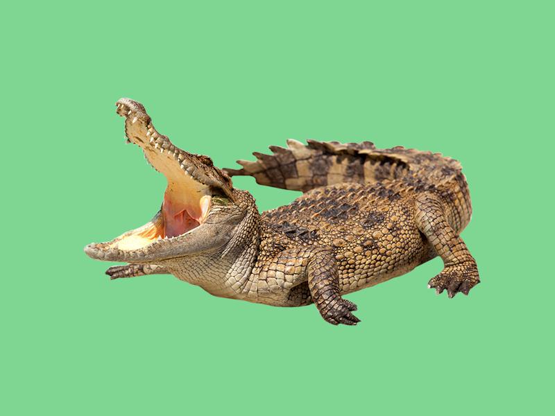 原来奥瑞纳克鳄鱼长这样