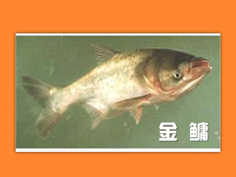 原来金鳙长这样