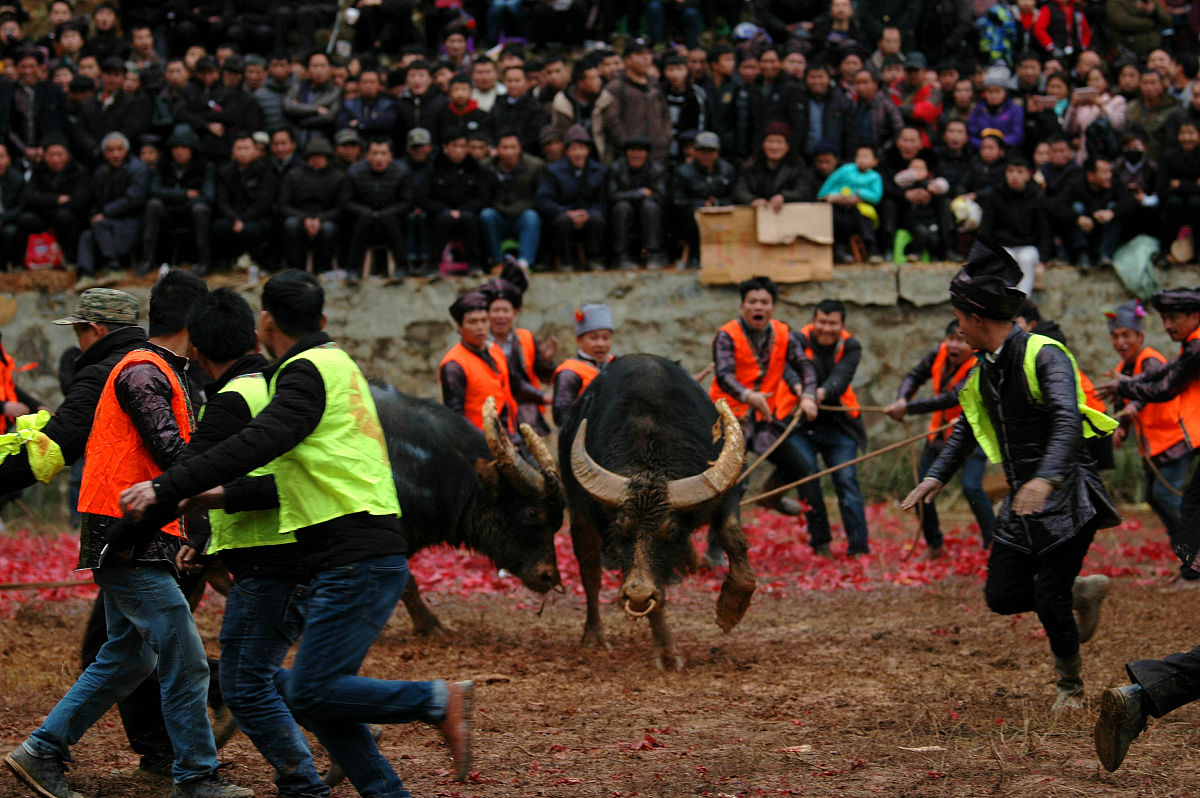头像黔东南斗牛文化国家扶贫的具体政策