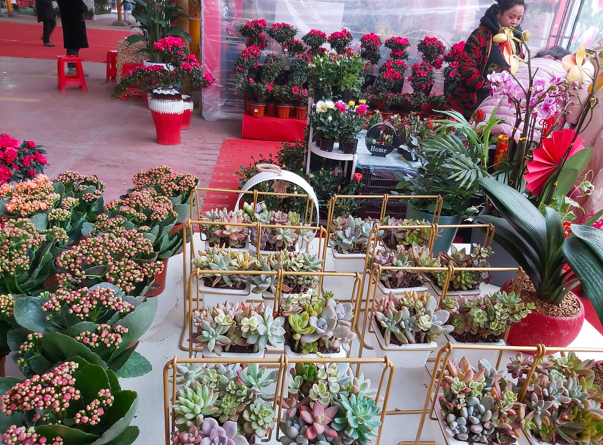 攸县哪里有花鸟市场啊回答+拓展。