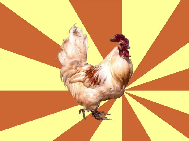 矮脚鸡:属蛋肉兼用型鸡种