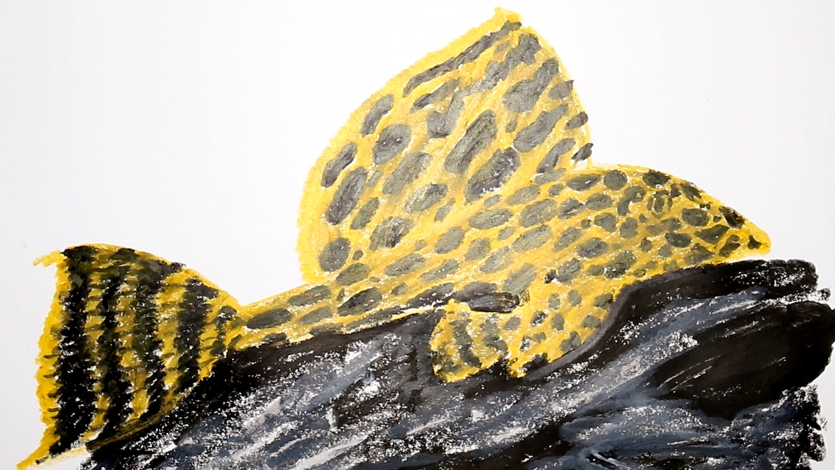 它属于观赏鱼但长得却很丑,鱼缸中低调的保洁员,高鳍红剑作品