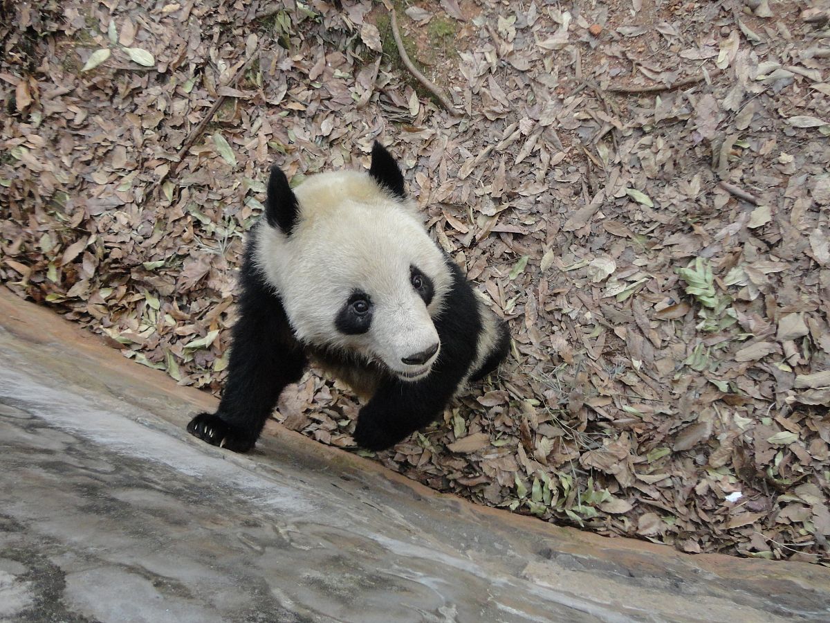 有效去除黑眼圈的6个方法，告别熊猫眼！