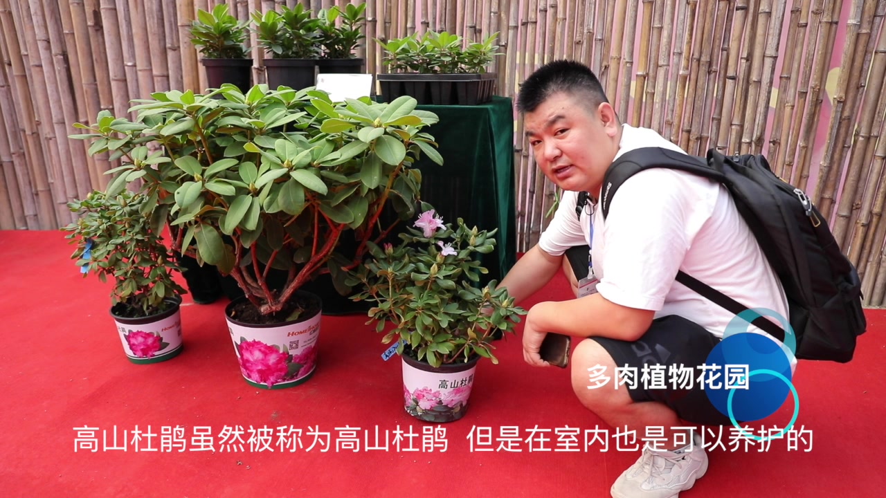 带你看看花博会的高山杜鹃,教你一个开花不断的小方法